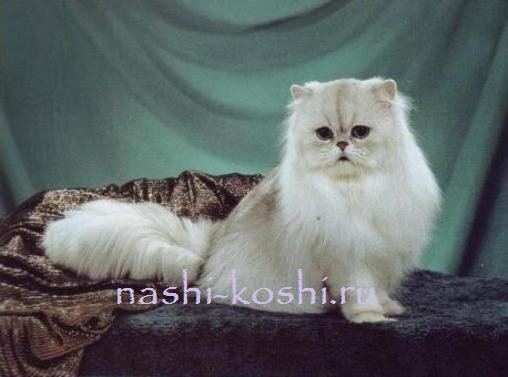 диабет у кошек