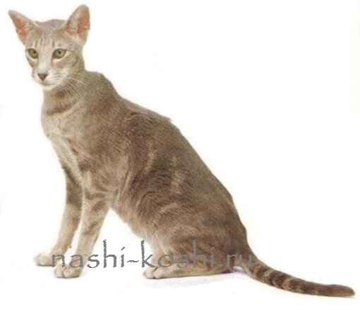 кошка внезапно сильно похудела
