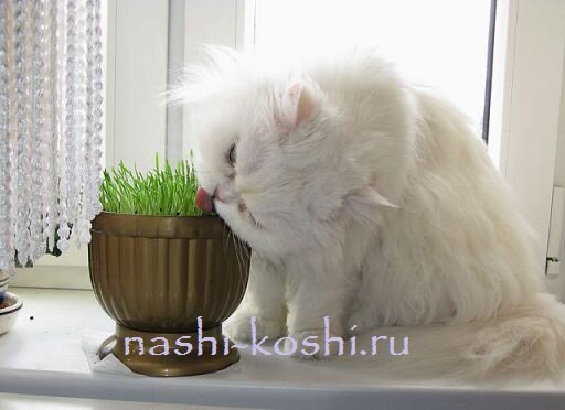 комки шерсти у кошек