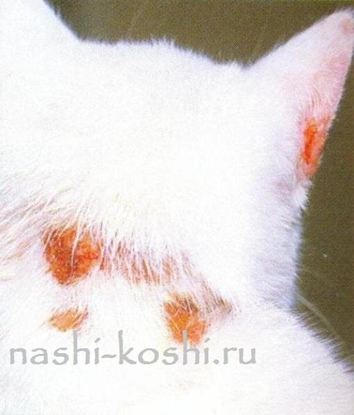 стригущий лишай у кошек