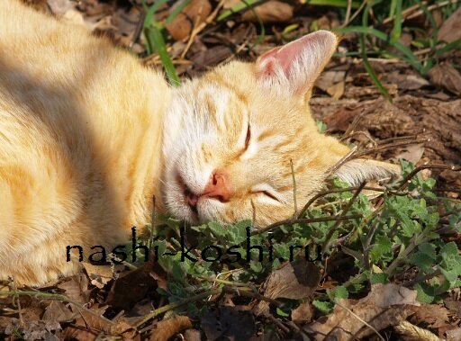 котовник кошачий