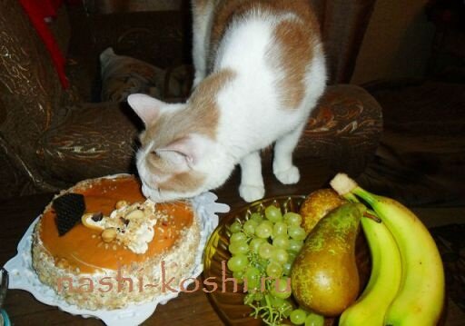 чем нельзя кормить кошек