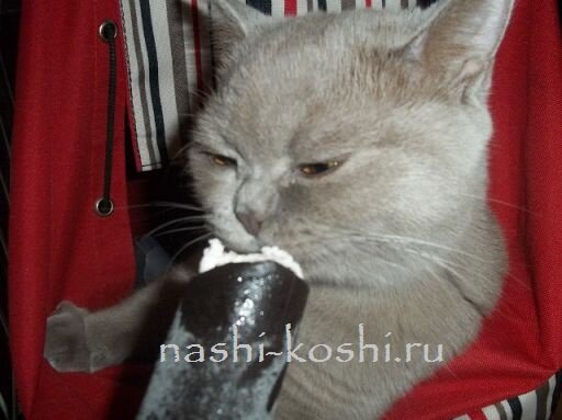 чем нельзя кормить кошек