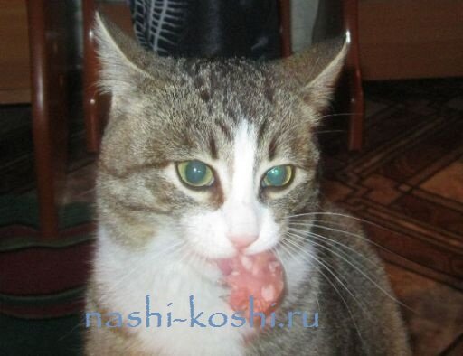 ошибки в кормлении кошек