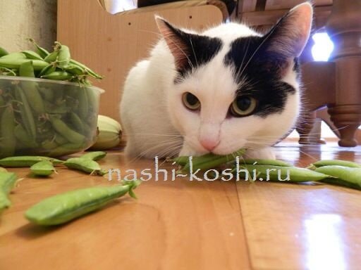 что можно кошке со стола