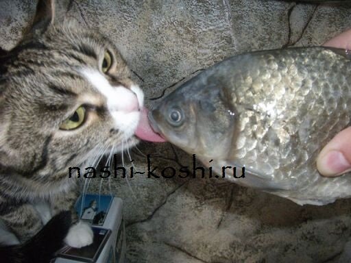 что можно кошке со стола
