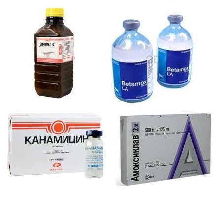 антибиотики для кошек