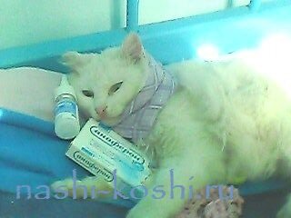 аптечка для кошки