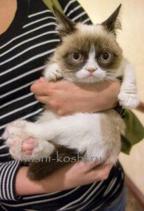 правильно брать кошку на руки