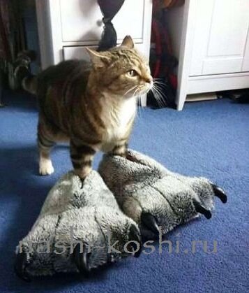 когти кошки