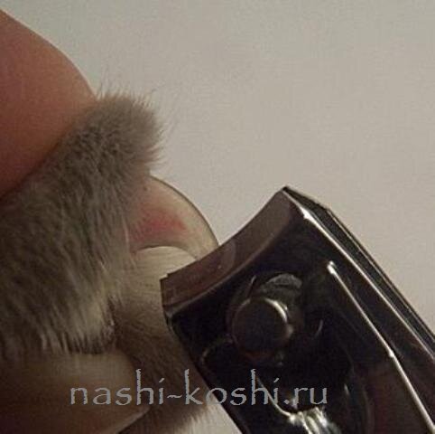 как подстричь когти кошке