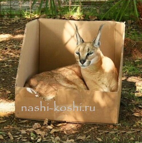 почему кошки любят коробки