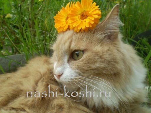кошка на разных языках
