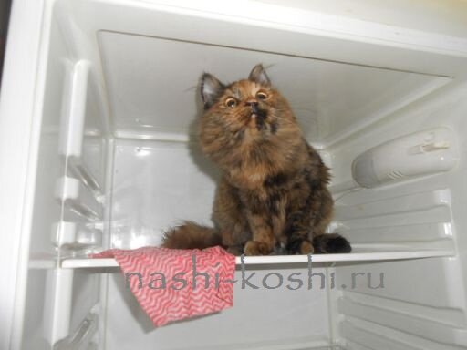 кошка в жару