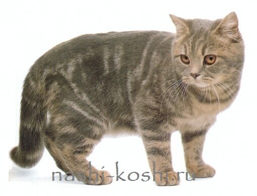 котенок или взрослая кошка