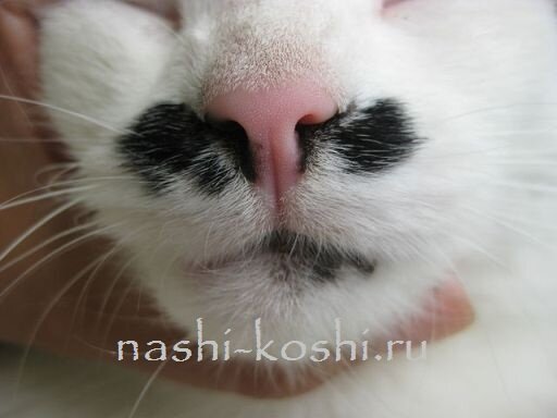 мокрый или сухой нос у кошки
