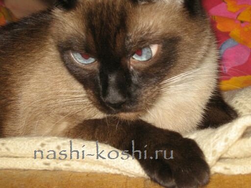 сколько живут кошки