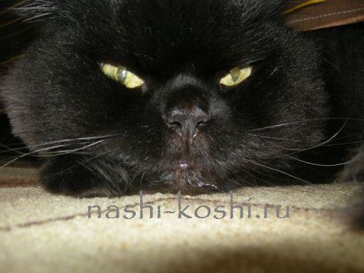 черная кошка