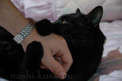 котенок кусается и царапается