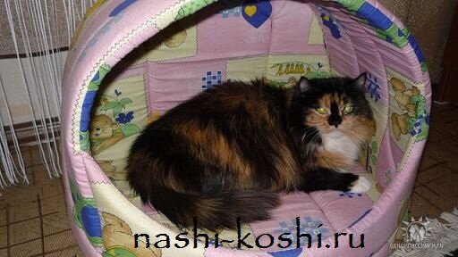 лежанки для кошек