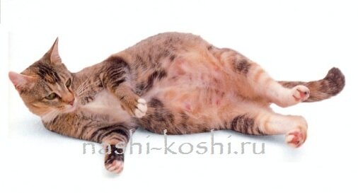 кошка перед родами
