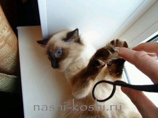 отучить котенка кусаться и царапаться
