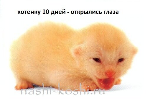 как определить возраст котенка