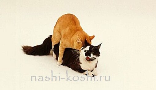 вязка кошек