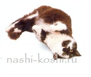 вязка кошек