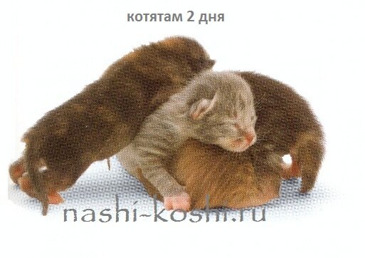 развитие и вес котят по дням, неделям и месяцам