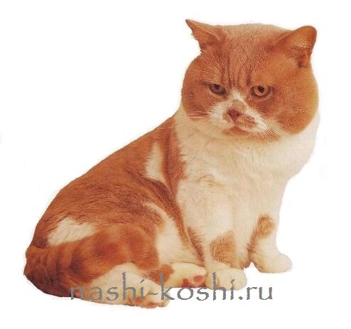 британская короткошерстная кошка