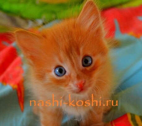 кошки с голубыми глазами