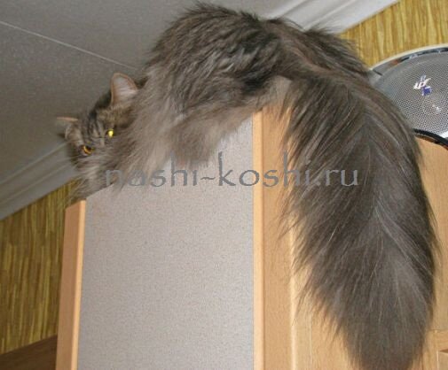 зачем кошке хвост