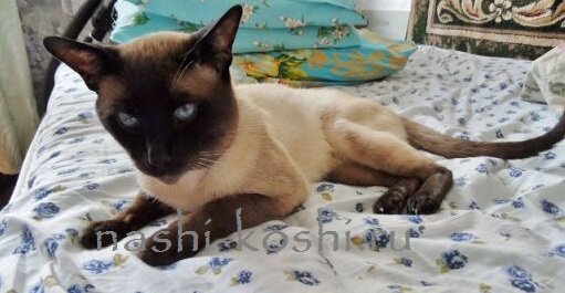 кошка гадит на кровать