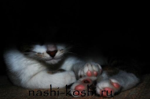 кот орет по ночам что делать