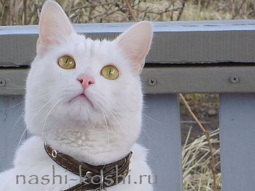 ошейники для кошек