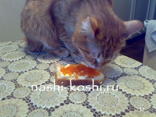 как отучить кота лазить на стол