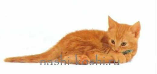 бесплатные котята (кошки)