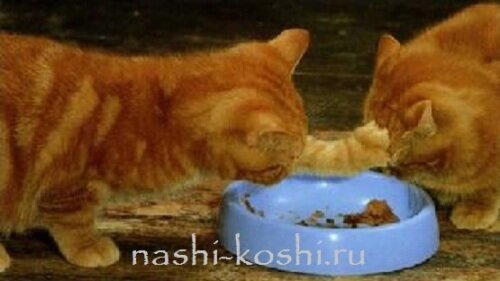 выбрать корм для кошки