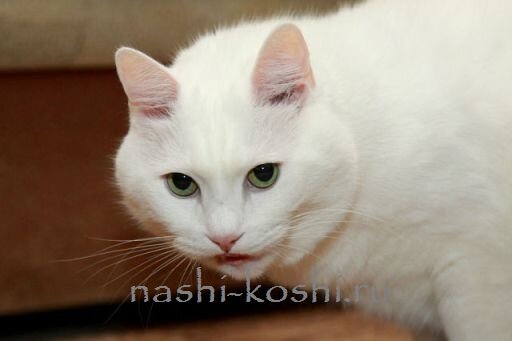 белые кошки