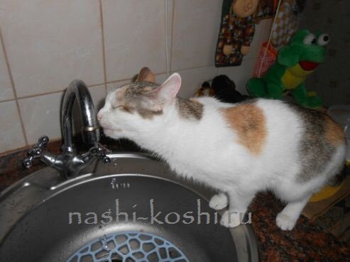 обезвоживание у кошек