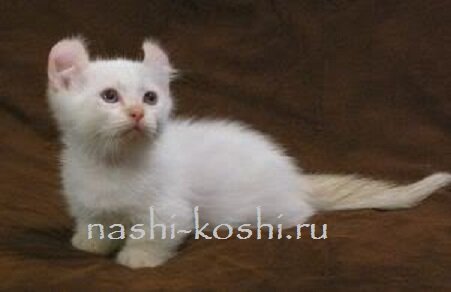 кинкалоу