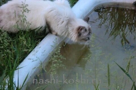 кошка не пьет воду