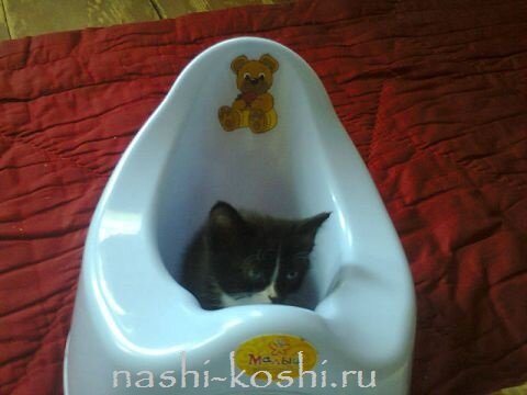 понос у кошки - что делать