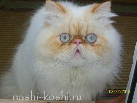 у кота слезятся глаза