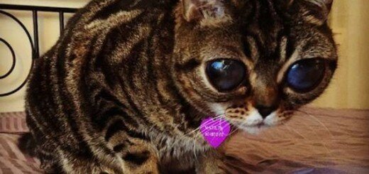 инопланетная кошка Матильда