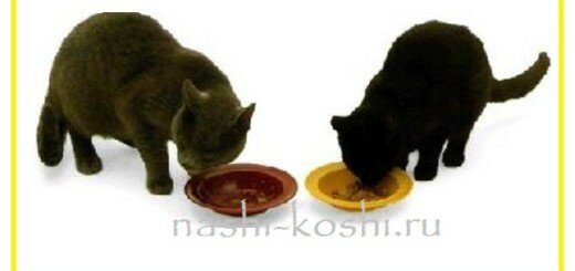 влажный корм для кошек