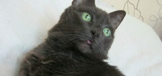 мальтийская кошка