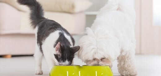 можно ли кормить кошку собачьим кормом